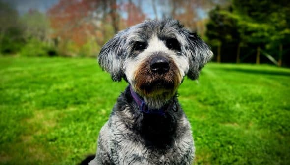 A gray and black dog with a fluffy coat sitting in a green field on a sunny day. - Olive Oil Times