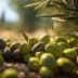 A variety of green and black olives scattered on the ground beneath olive trees. - Olive Oil Times