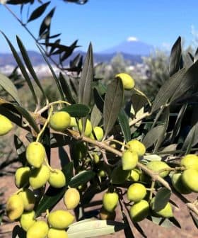A branch of an olive tree with clusters of green olives and leaves against a blue sky. - Olive Oil Times