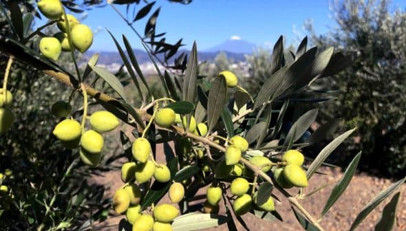 A branch of an olive tree with clusters of green olives and leaves against a blue sky. - Olive Oil Times