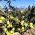 A branch of an olive tree with clusters of green olives and leaves against a blue sky. - Olive Oil Times