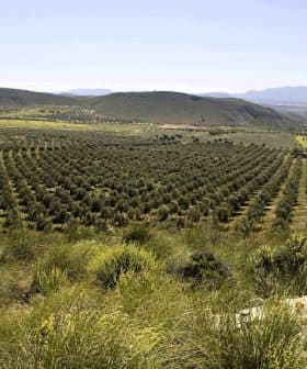 Expansive view of an olive grove with neatly arranged trees in rows across a hillside. - Olive Oil Times