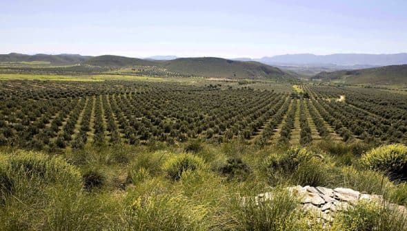 Expansive view of an olive grove with neatly arranged trees in rows across a hillside. - Olive Oil Times