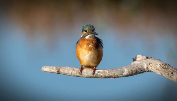 A kingfisher bird with vibrant plumage perched on a branch over water. - Olive Oil Times
