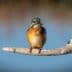 A kingfisher bird with vibrant plumage perched on a branch over water. - Olive Oil Times