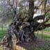 An ancient olive tree with a gnarled trunk and twisted branches in a grassy area. - Olive Oil Times