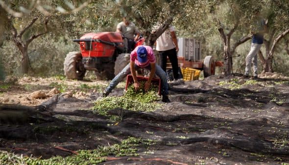 Worker collecting olives from the ground during the harvest at Mandranova farm. - Olive Oil Times