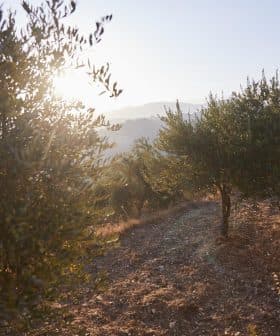 Olive trees on a hillside with sunlight shining through the leaves during sunset. - Olive Oil Times