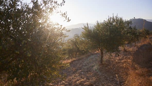 Olive trees on a hillside with sunlight shining through the leaves during sunset. - Olive Oil Times
