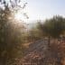 Olive trees on a hillside with sunlight shining through the leaves during sunset. - Olive Oil Times