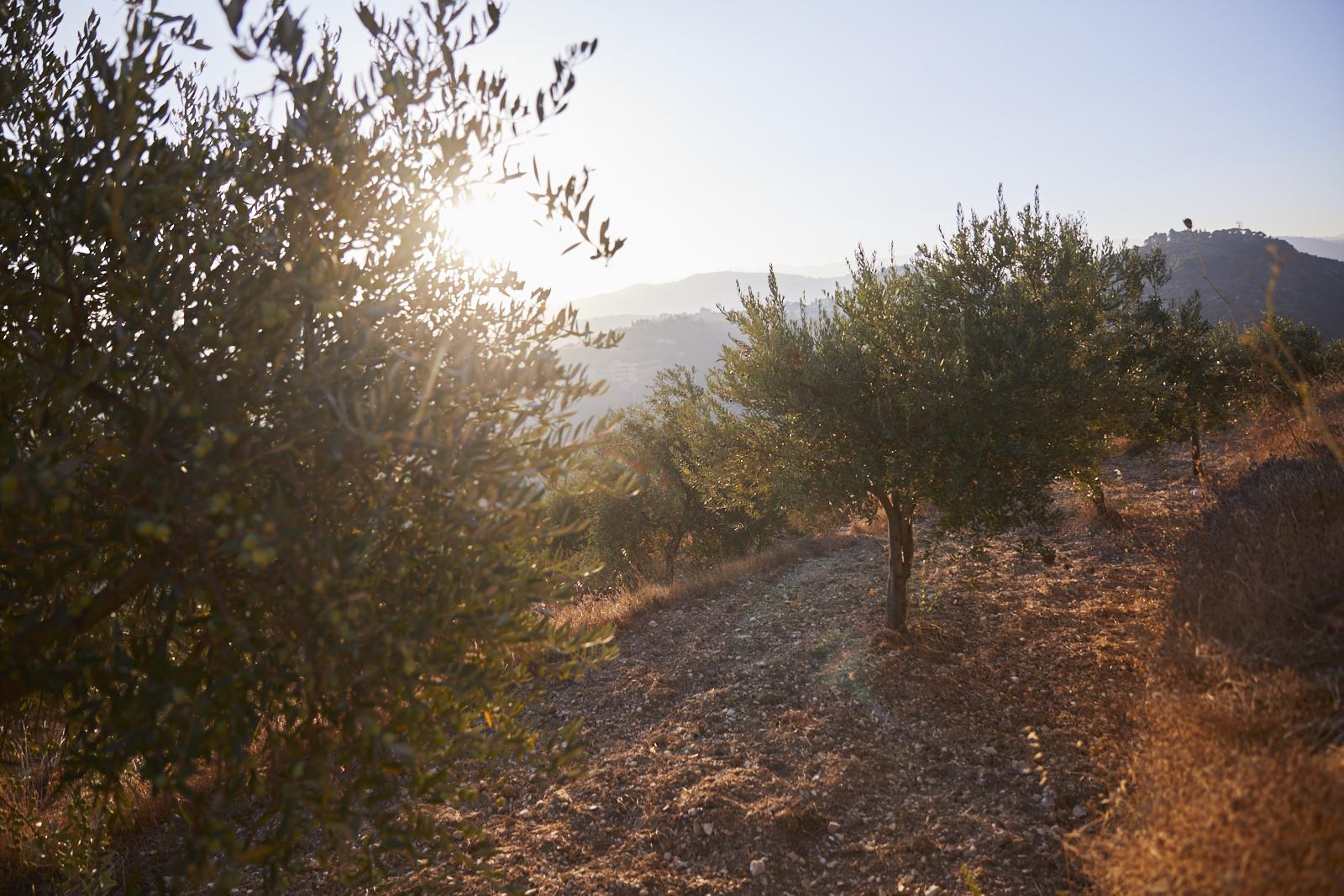 Olive trees on a hillside with sunlight shining through the leaves during sunset. - Olive Oil Times