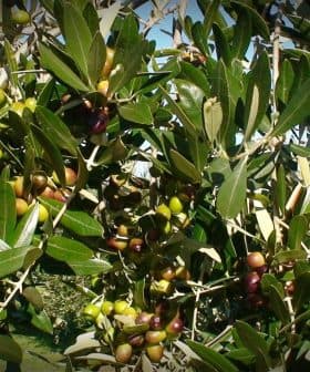 Olive tree branches displaying clusters of ripe and unripe olives among green leaves. - Olive Oil Times
