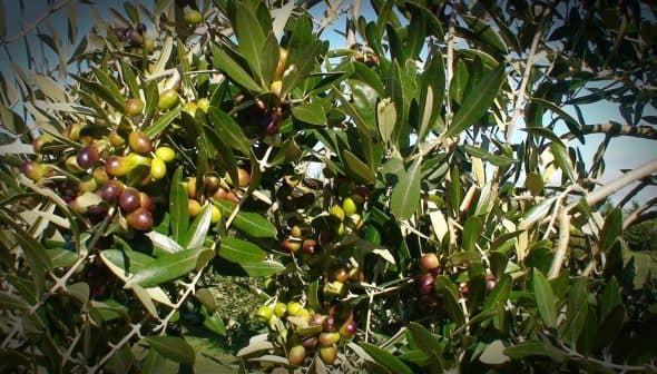 Olive tree branches displaying clusters of ripe and unripe olives among green leaves. - Olive Oil Times