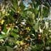 Olive tree branches displaying clusters of ripe and unripe olives among green leaves. - Olive Oil Times