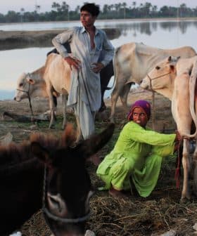 Two individuals managing cattle near a water body in a rural setting during the evening. - Olive Oil Times