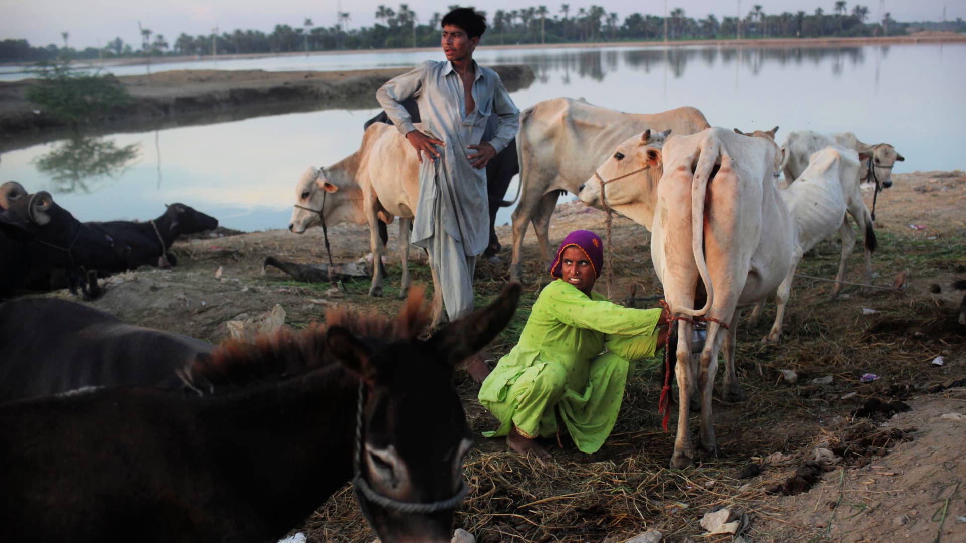 Two individuals managing cattle near a water body in a rural setting during the evening. - Olive Oil Times