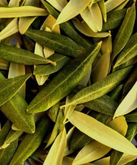 A close-up view of a pile of green and yellow olive leaves arranged together. - Olive Oil Times