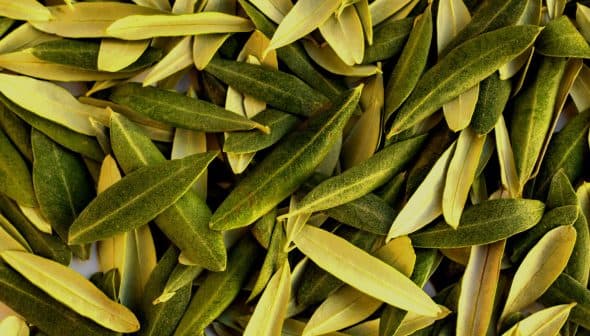 A close-up view of a pile of green and yellow olive leaves arranged together. - Olive Oil Times