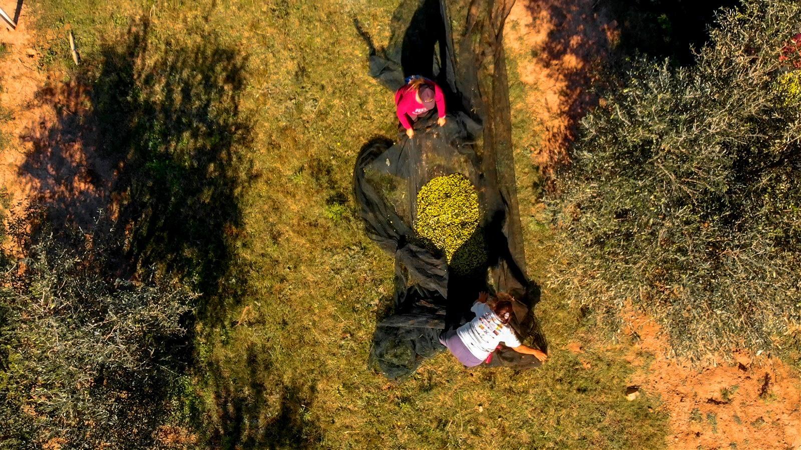 Two individuals collecting olives using a black net in an olive grove. - Olive Oil Times