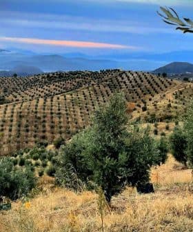 Olive trees arranged in rows on a hillside with distant mountains and a cloudy sky. - Olive Oil Times