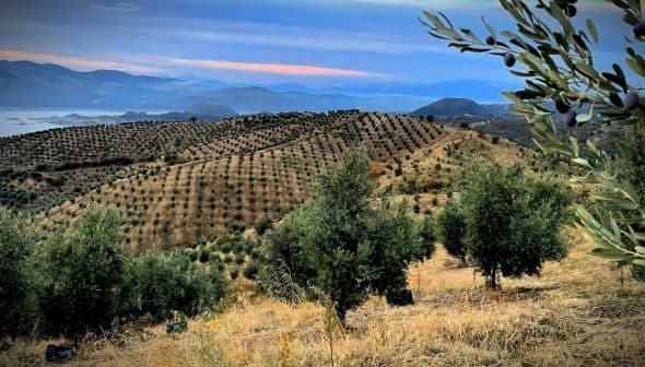 Olive trees arranged in rows on a hillside with distant mountains and a cloudy sky. - Olive Oil Times