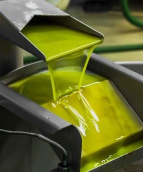 Fresh olive oil flowing from a machine during the extraction process in a production facility. - Olive Oil Times