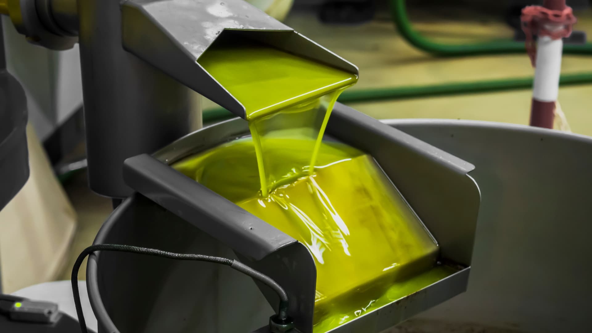 Fresh olive oil flowing from a machine during the extraction process in a production facility. - Olive Oil Times