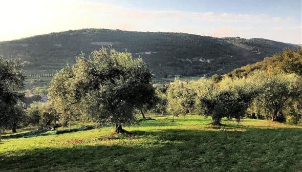 Olive trees in a green landscape with rolling hills in the background under a clear sky. - Olive Oil Times
