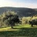 Olive trees in a green landscape with rolling hills in the background under a clear sky. - Olive Oil Times