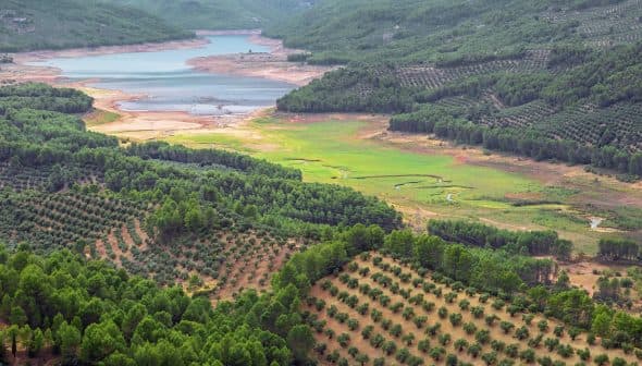 Aerial view of olive groves and a reservoir surrounded by hills and greenery. - Olive Oil Times