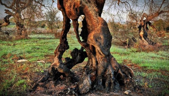Close-up of a gnarled olive tree trunk with twisted roots and bark showing signs of aging. - Olive Oil Times