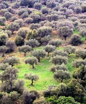 Aerial view of a lush olive grove with numerous olive trees and green grass. - Olive Oil Times