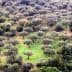 Aerial view of a lush olive grove with numerous olive trees and green grass. - Olive Oil Times