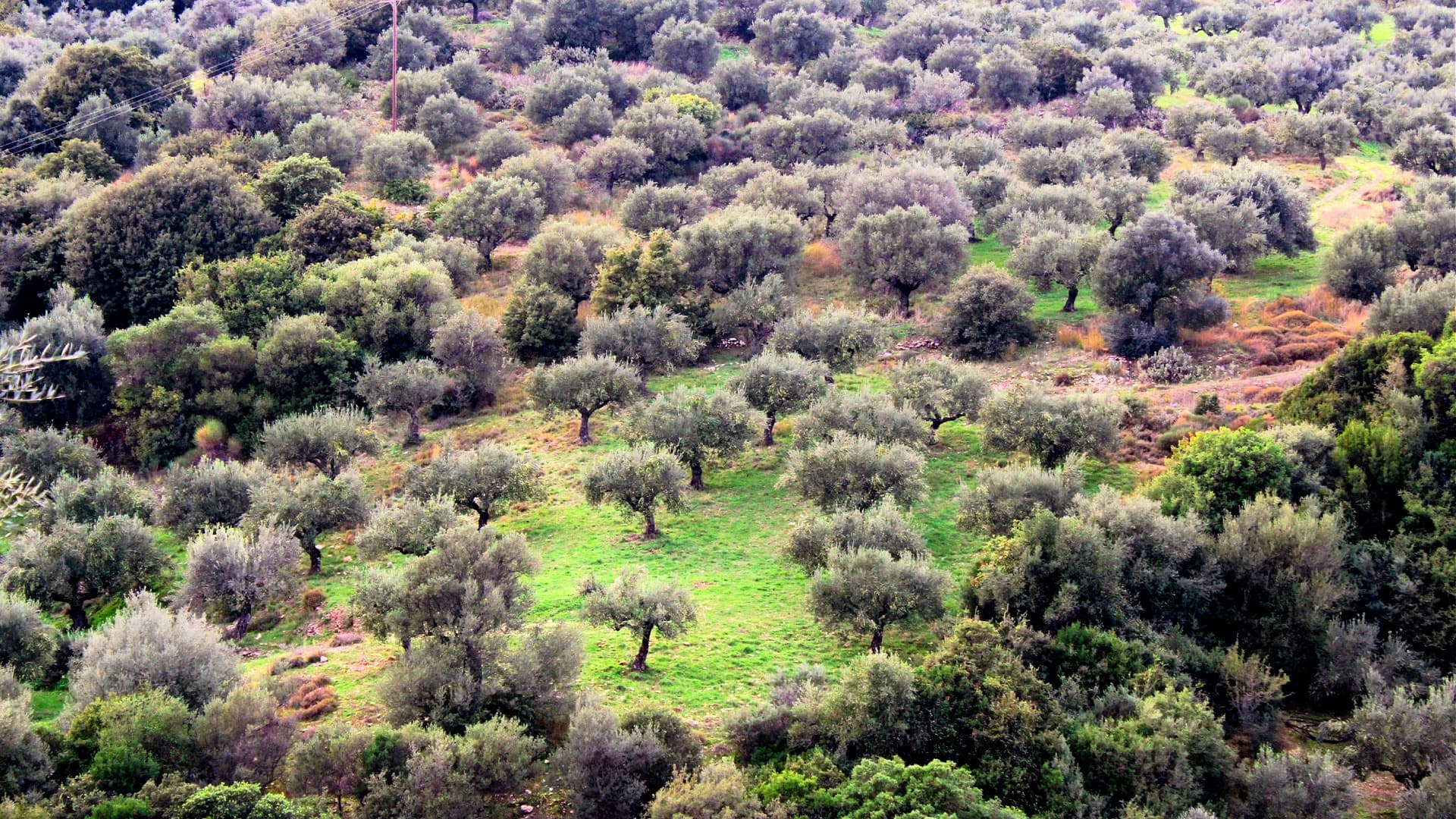 Aerial view of a lush olive grove with numerous olive trees and green grass. - Olive Oil Times