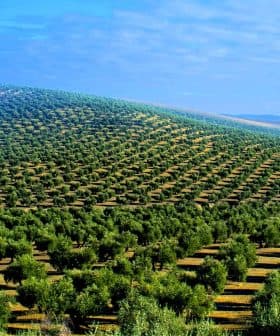 Expansive view of a hillside covered with rows of olive trees in a green landscape. - Olive Oil Times