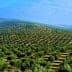 Expansive view of a hillside covered with rows of olive trees in a green landscape. - Olive Oil Times