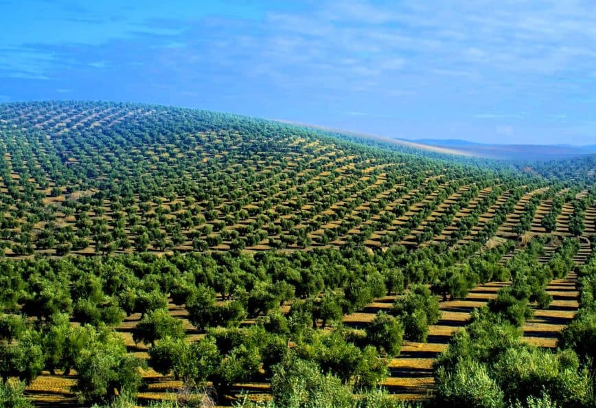 Expansive view of a hillside covered with rows of olive trees in a green landscape. - Olive Oil Times