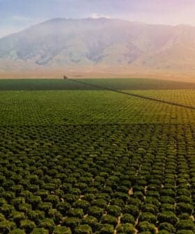 Aerial view of a vast olive grove with neatly arranged trees and mountains in the background. - Olive Oil Times