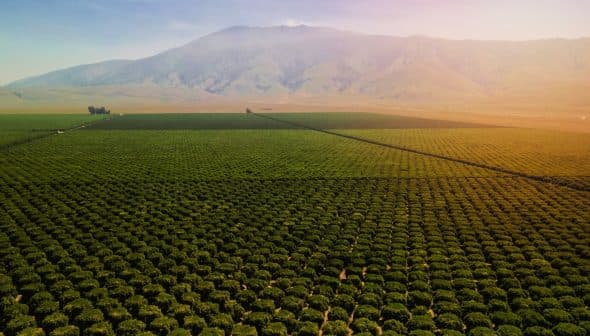 Aerial view of a vast olive grove with neatly arranged trees and mountains in the background. - Olive Oil Times