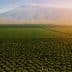 Aerial view of a vast olive grove with neatly arranged trees and mountains in the background. - Olive Oil Times