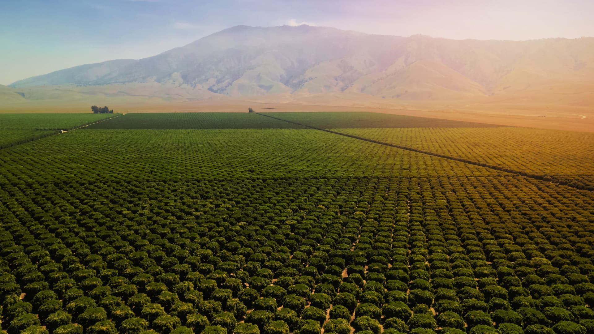 Aerial view of a vast olive grove with neatly arranged trees and mountains in the background. - Olive Oil Times