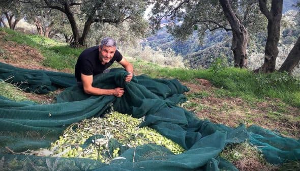 Man gathering olives from a net in an olive grove surrounded by trees. - Olive Oil Times