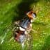 A close-up image of a fly with iridescent eyes resting on a green leaf. - Olive Oil Times