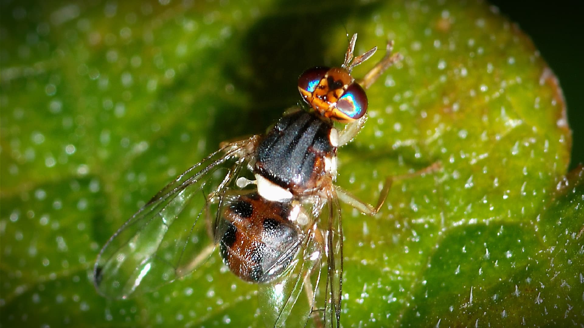 A close-up image of a fly with iridescent eyes resting on a green leaf. - Olive Oil Times
