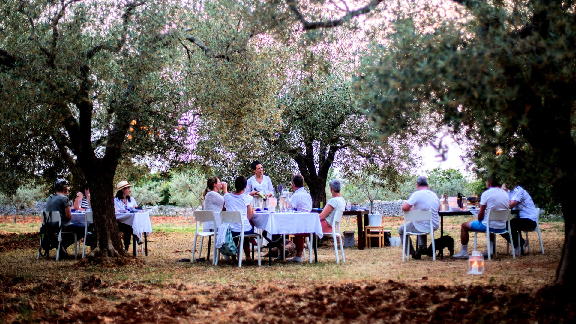 Group of people dining at tables set under olive trees in an outdoor setting. - Olive Oil Times