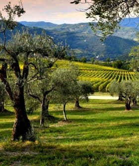 Olive trees in a green field with rolling hills and vineyards in the background. - Olive Oil Times