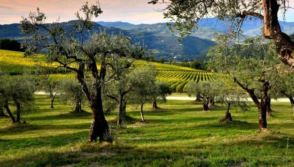 Olive trees in a green field with rolling hills and vineyards in the background. - Olive Oil Times