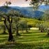 Olive trees in a green field with rolling hills and vineyards in the background. - Olive Oil Times