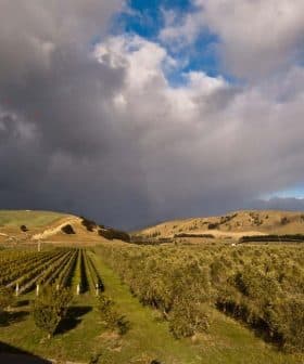 A landscape featuring an olive grove and vineyard under a cloudy sky with rolling hills in the background. - Olive Oil Times