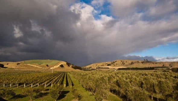 A landscape featuring an olive grove and vineyard under a cloudy sky with rolling hills in the background. - Olive Oil Times